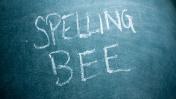 uudispilt_bee